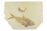 Plate With Two Fossil Fish (Diplomystus & Knightia) - Wyoming #369517-1